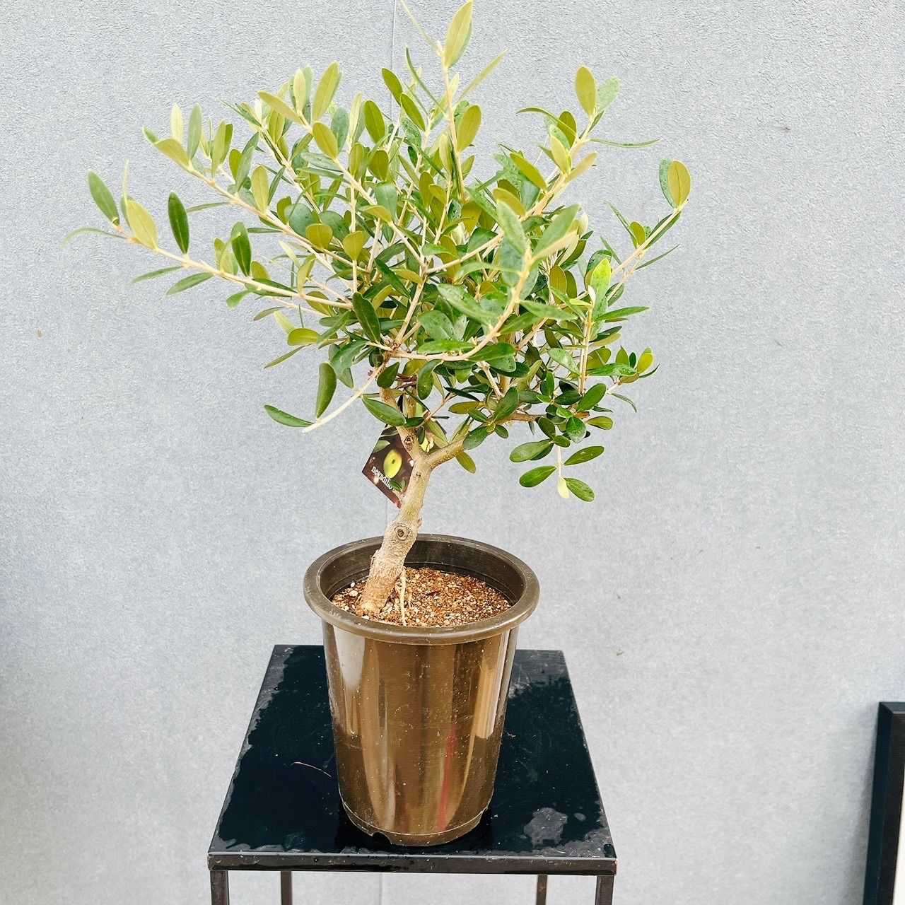 現品］♡かわいい♡ 18番 創樹 オリーブ ネバディロブランコ 4号 観葉