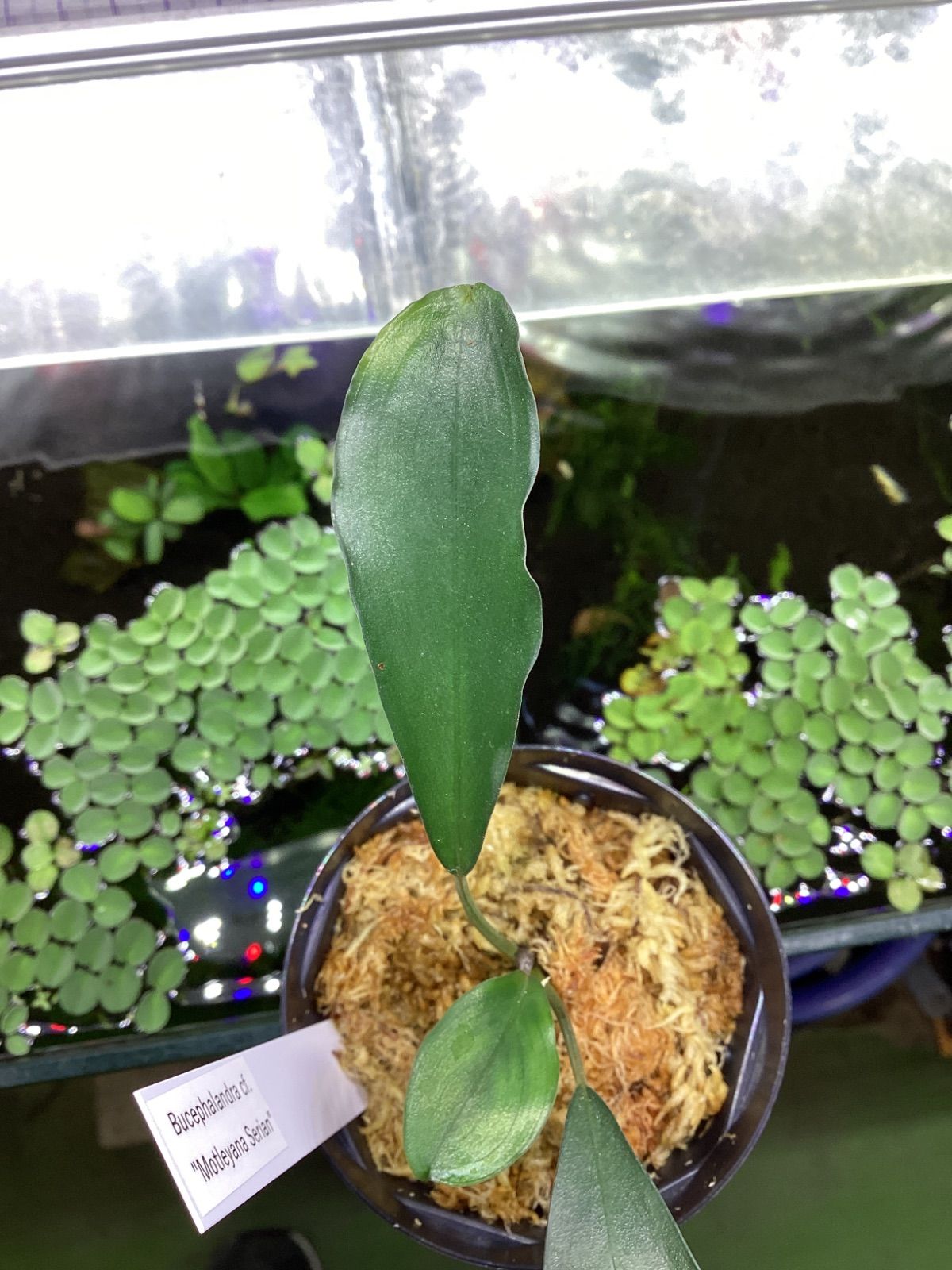 ブセファランドラ モトレイアーナ セリアン - メルカリ