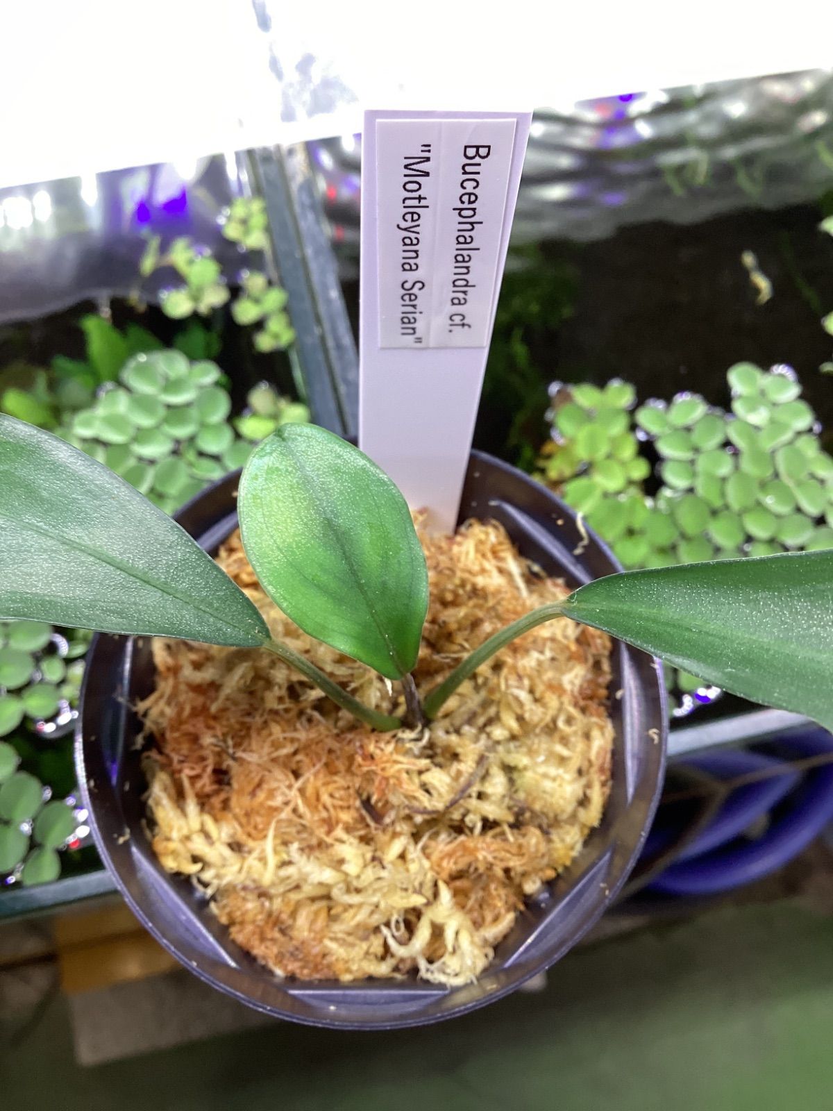 ブセファランドラ モトレイアーナ セリアン - メルカリ