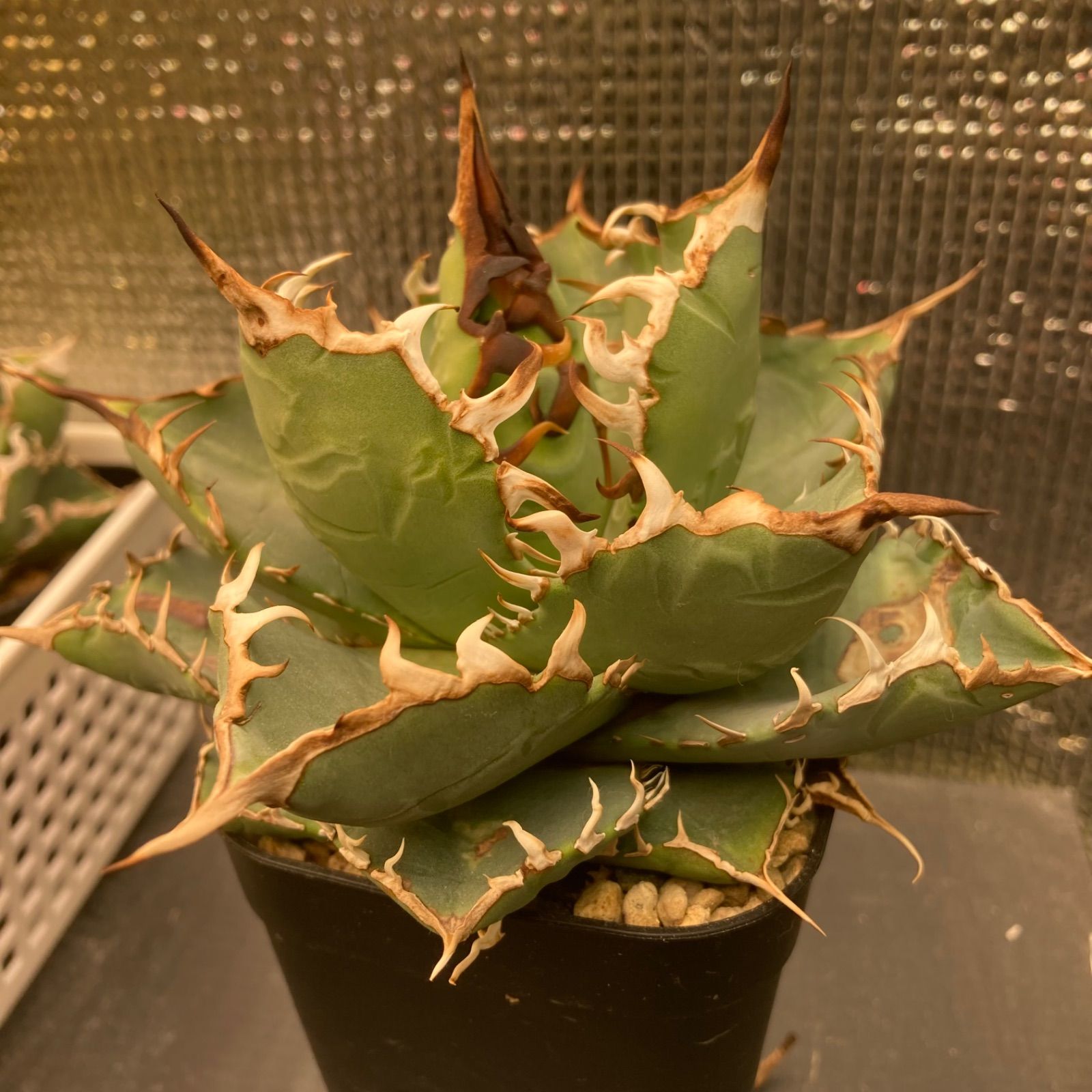 アガベ オテロイ　US由来　チタノタ　ブルー葉系 特選オテロイ　メルカリ便発送 アガベ オテロイ US由来 チタノタ ブルー葉系 特選オテロイ メルカリ便