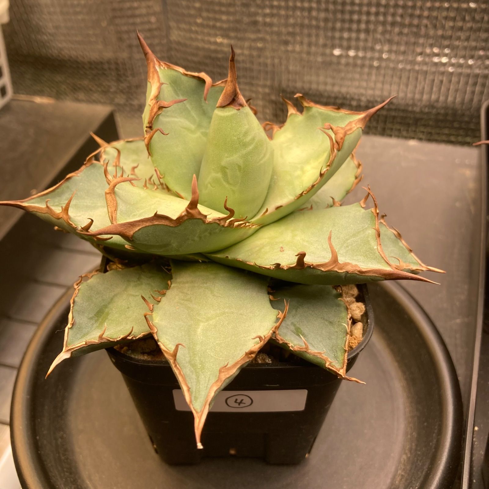 ④ アガベ チタノタ オテロイ - メルカリ