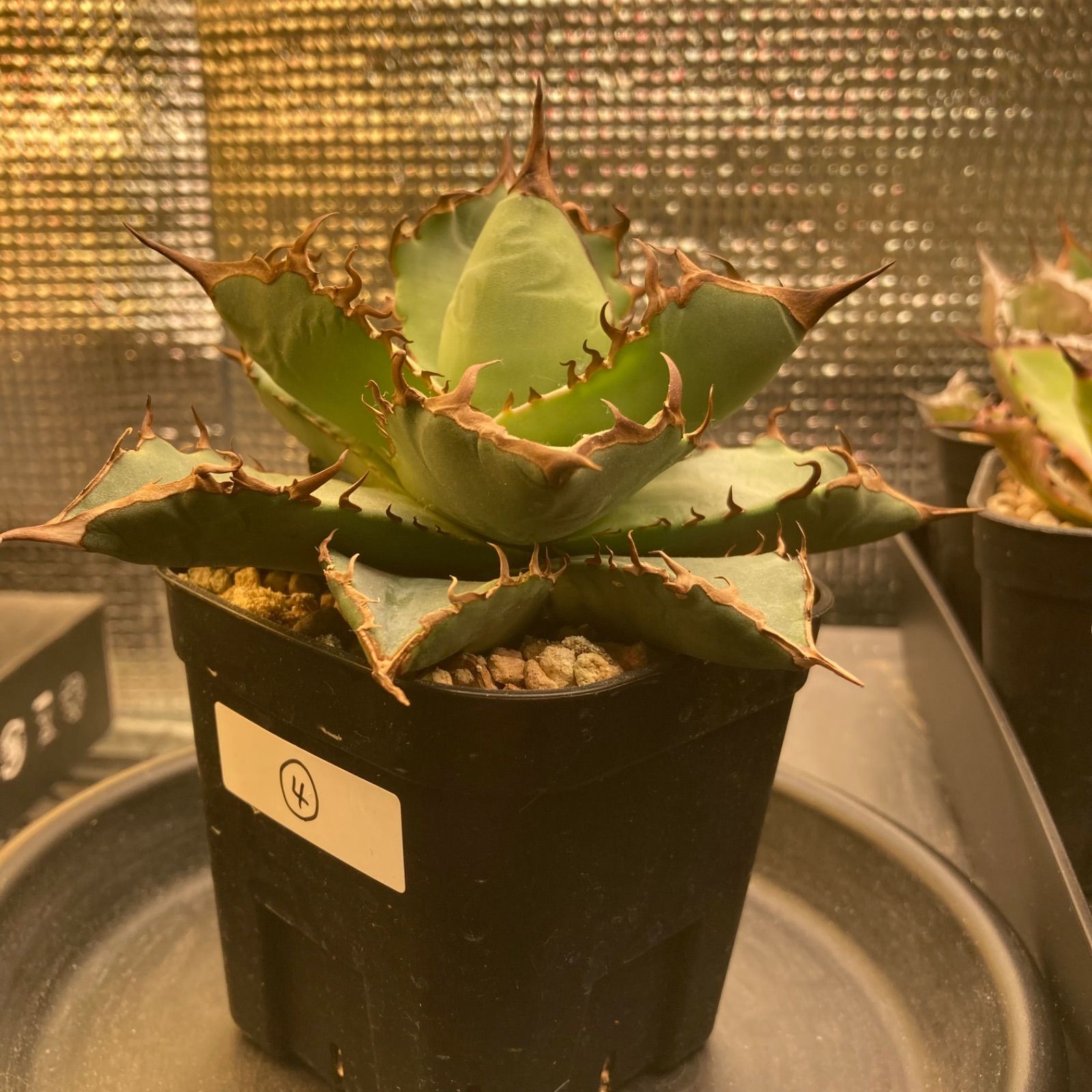 ④ アガベ チタノタ オテロイ - メルカリ