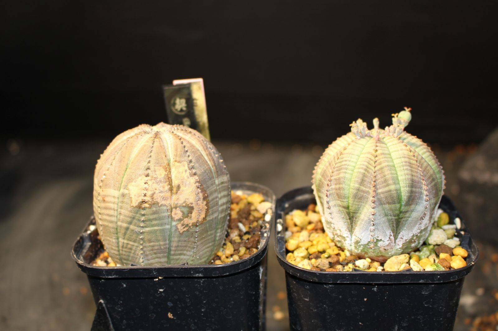 ユーフォルビア オベサ / Euphorbia obesa 雄雌セット 種採り用 65
