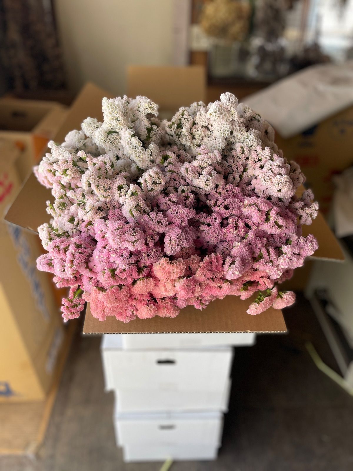 スターチス　ニュアンス系mix【送料込】 スターチス ニュアンスmix 80→100本増量中 - メルカリ