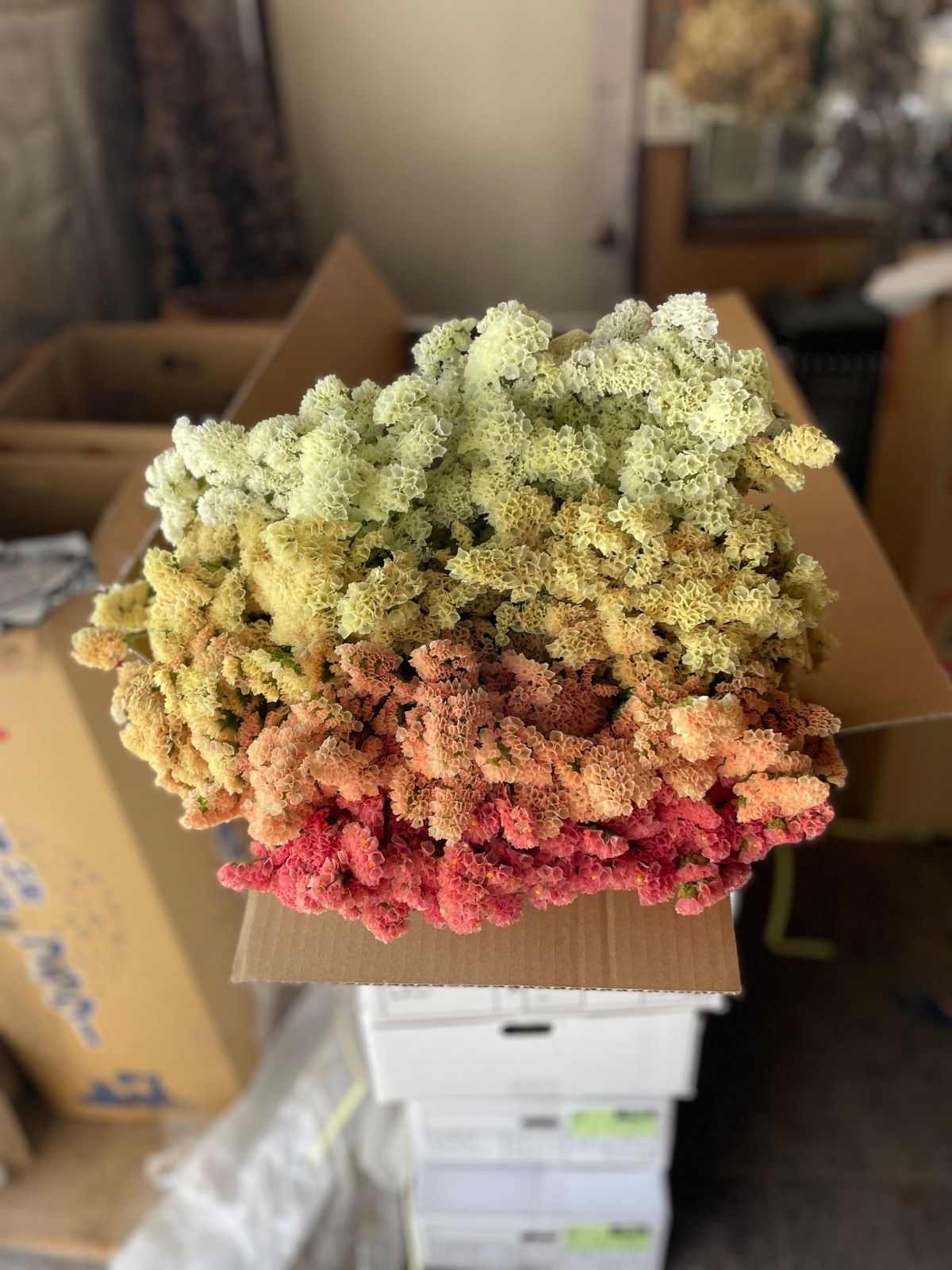 スターチス ニュアンスmix 80→100本増量中 - メルカリ