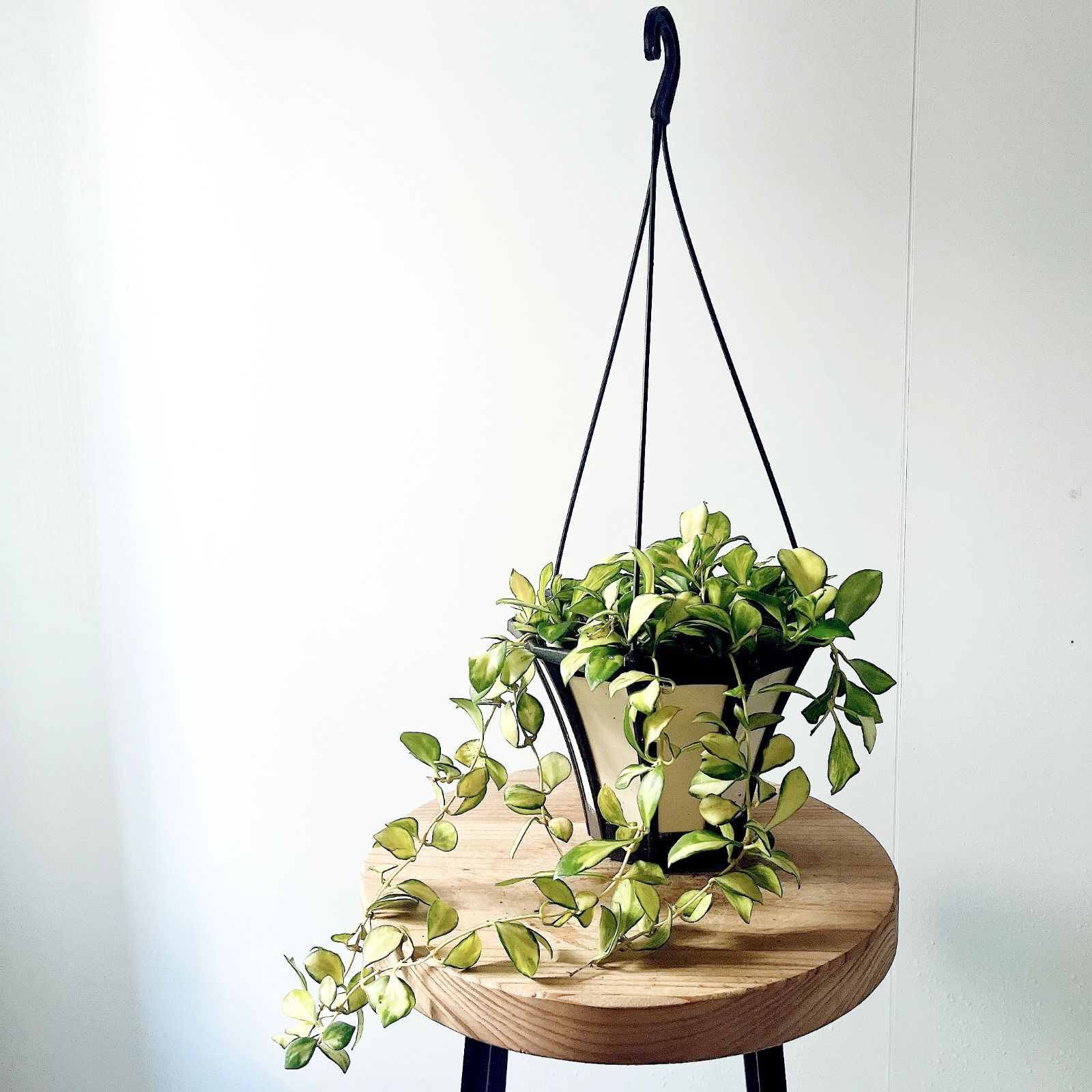 ホヤ・ヘウスケリアナ・バリエガータ｜やさしい斑入りの希少ホヤ｜5号