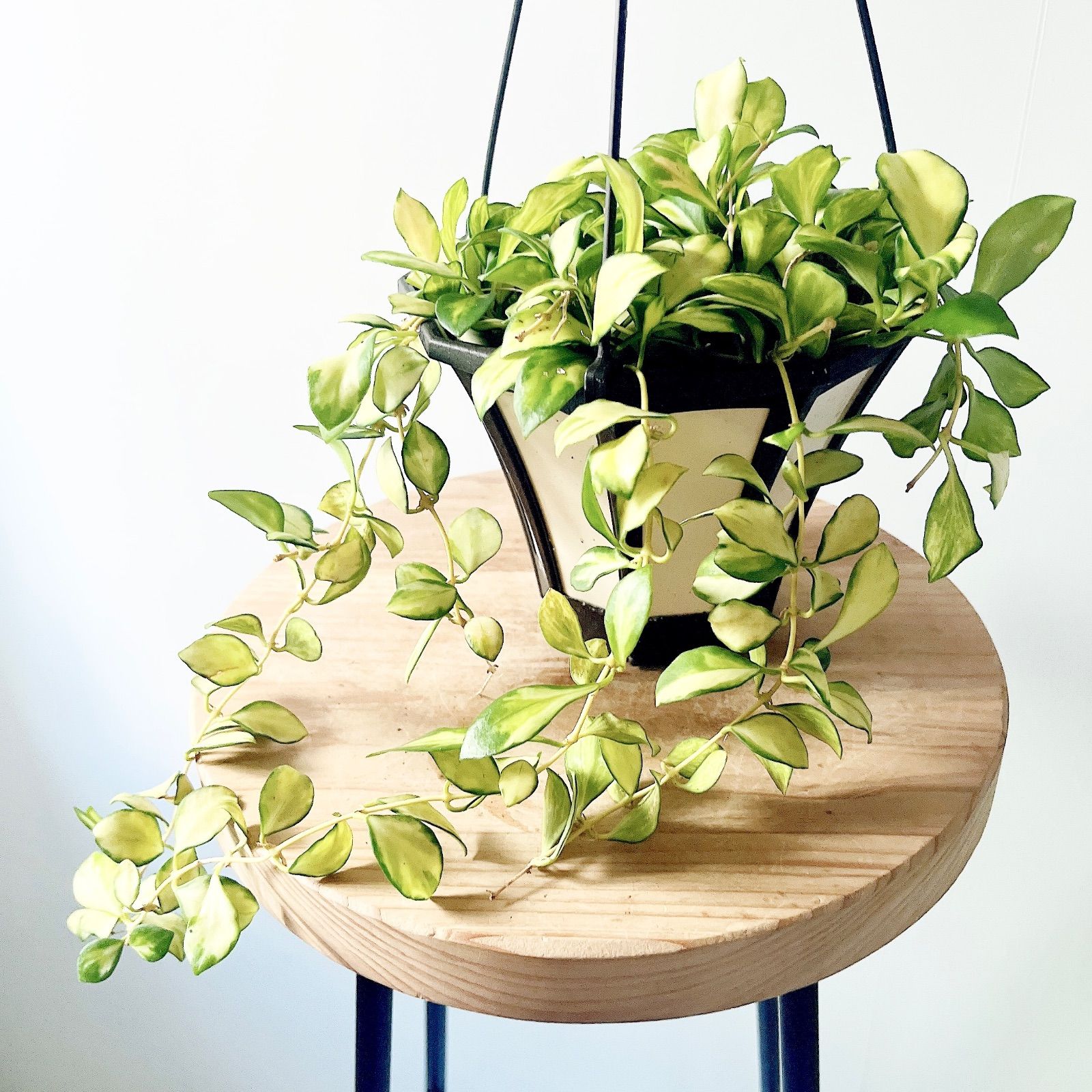 ホヤ・ヘウスケリアナ・バリエガータ｜やさしい斑入りの希少ホヤ｜5号