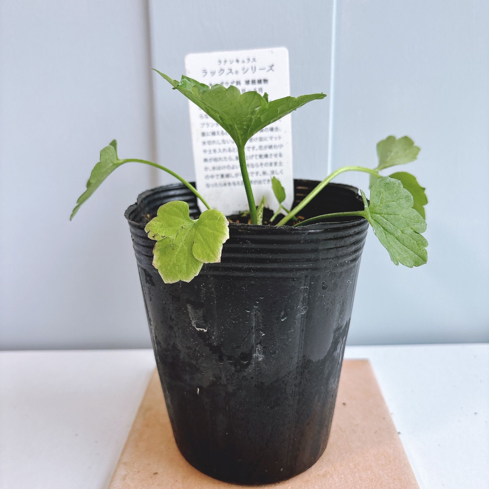 ラナンキュラスラックス ☆ アポロン - メルカリ