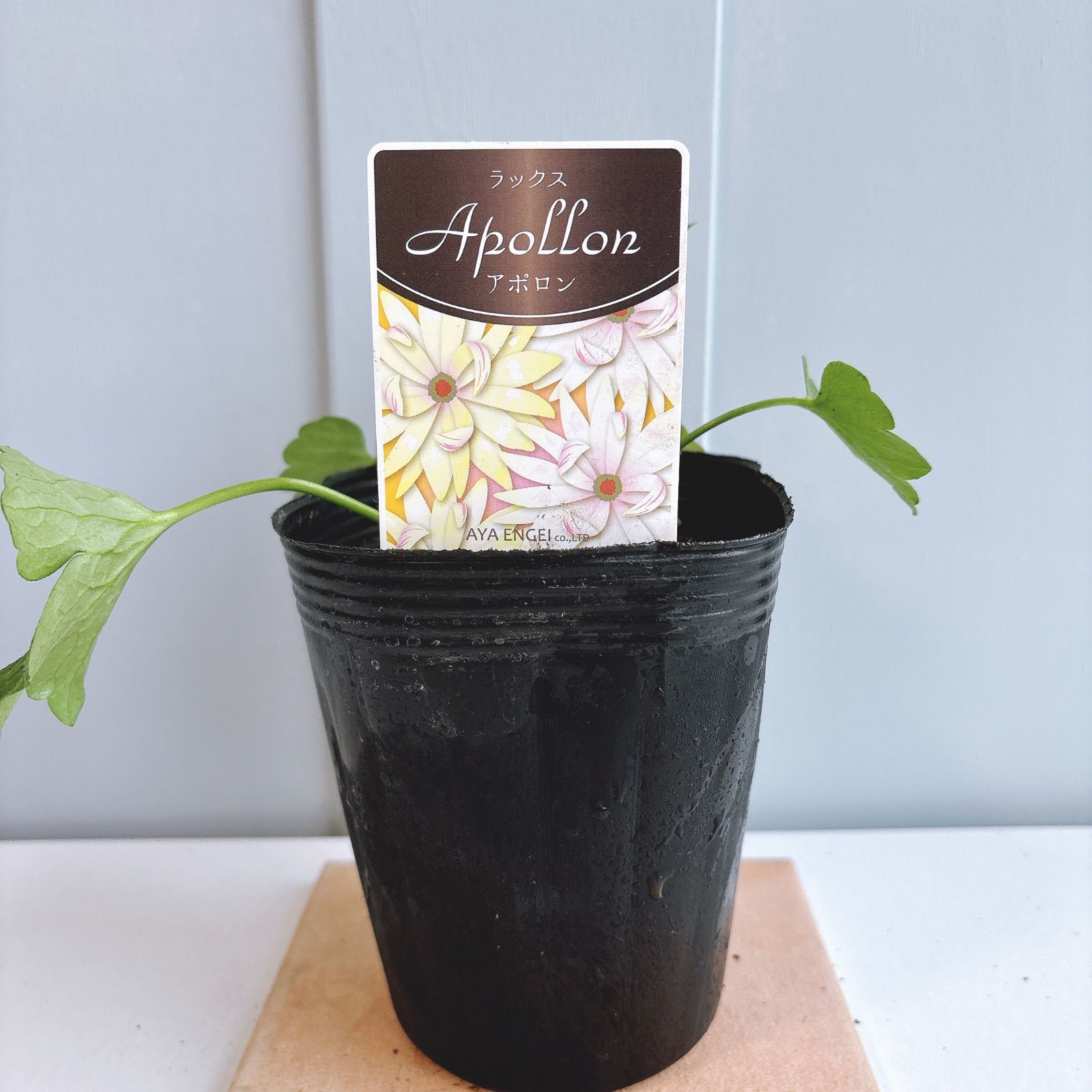 ラナンキュラスラックス ☆ アポロン - メルカリ