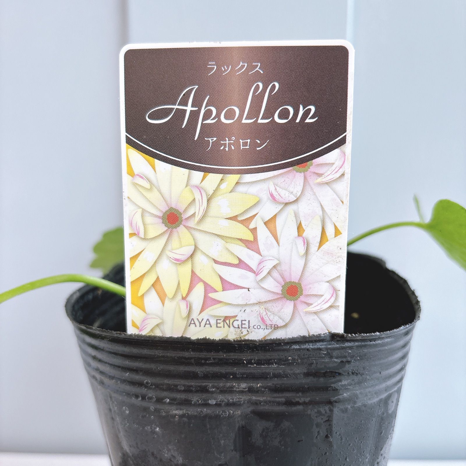 ラナンキュラスラックス ☆ アポロン - メルカリ
