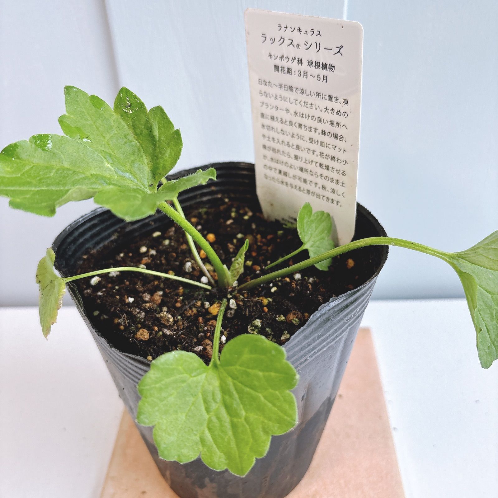 ラナンキュラスラックス ☆ アポロン - メルカリ