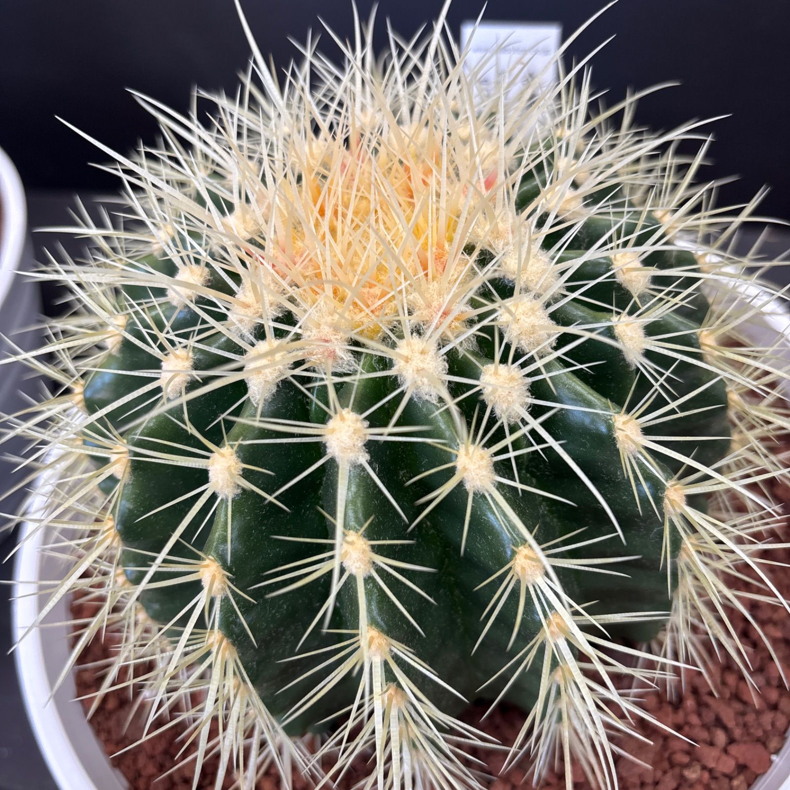 2特大 金鯱サボテン キンシャチ ロックガーデン 尺サイズ 12号 特選株