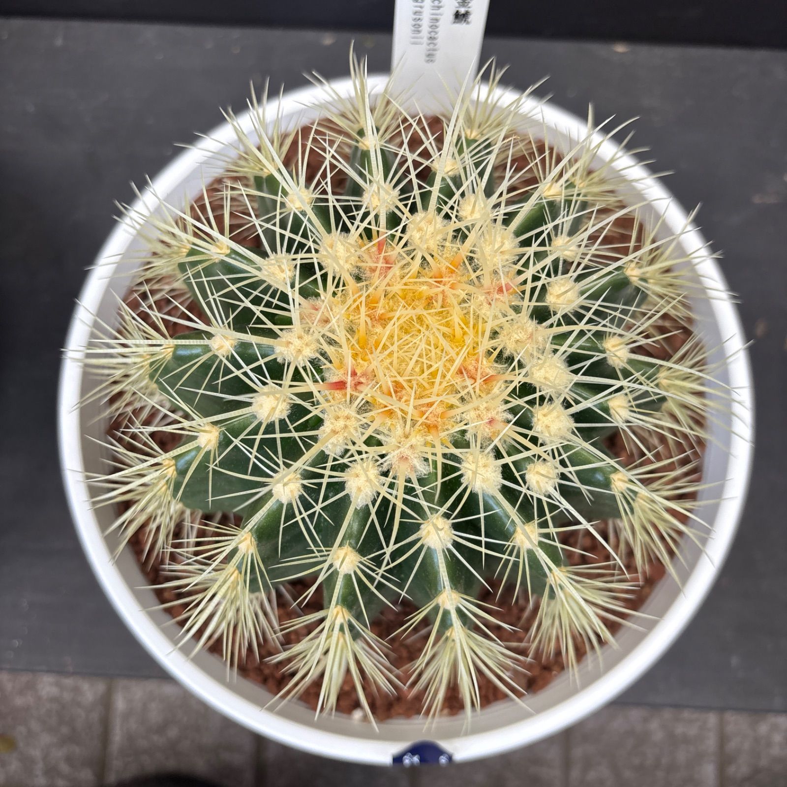 金鯱 キンシャチサボテン 7号寸 ロックガーデン - メルカリ