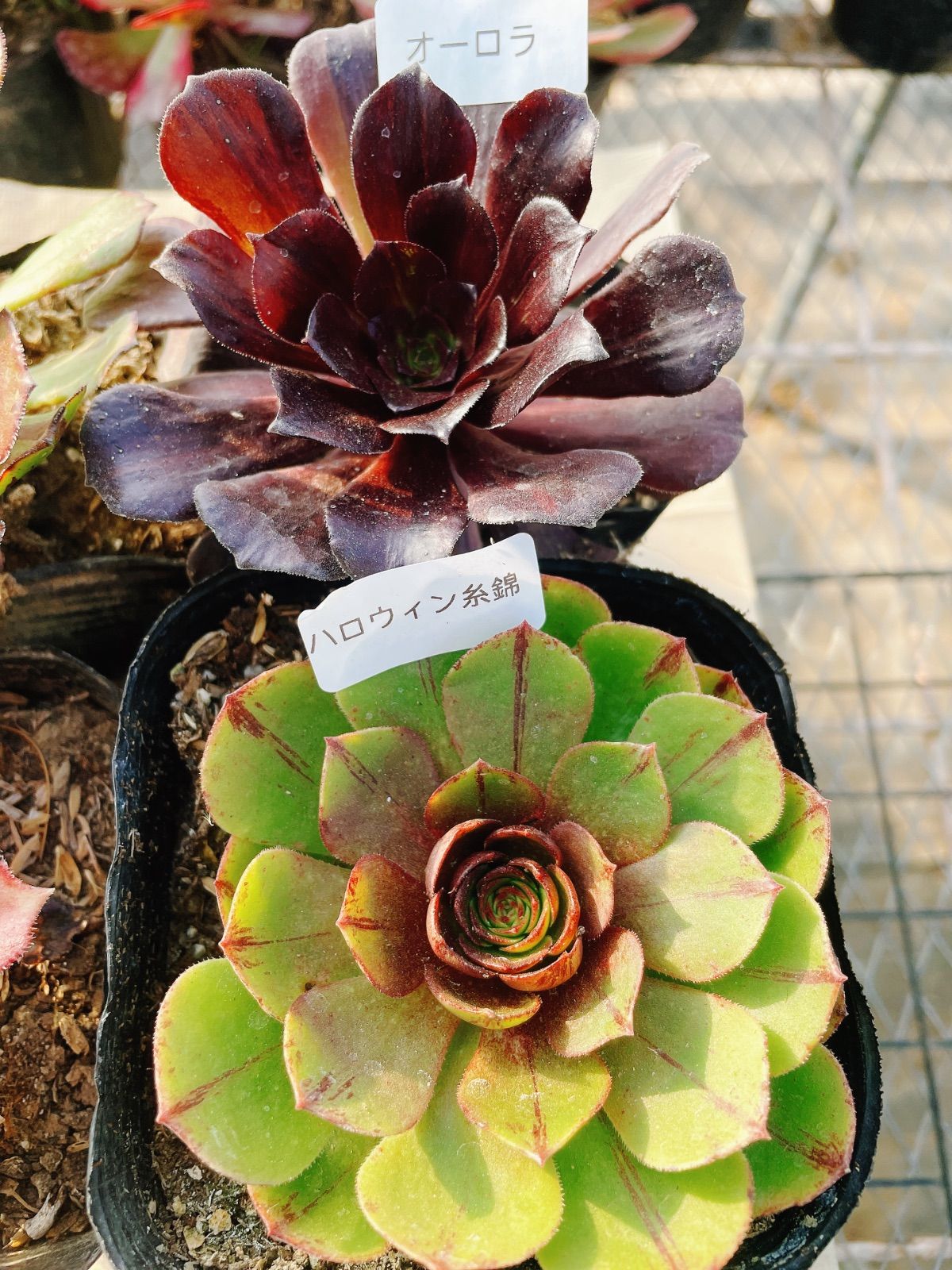 A5 アエオニウム 抜き苗 4種セット 多肉植物 名前付 根っこあり - メルカリ