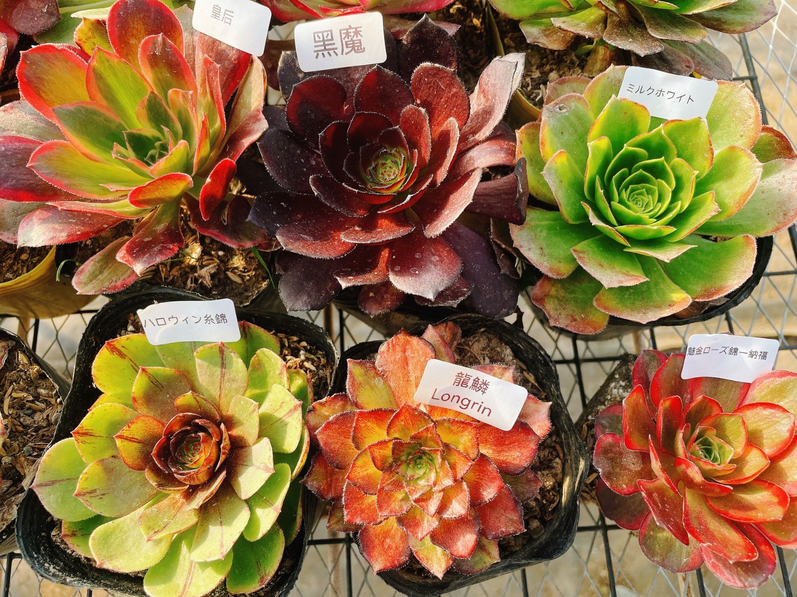 A6アエオニウム 抜き苗 20種セット 多肉植物 名前付 根っこあり - メルカリ