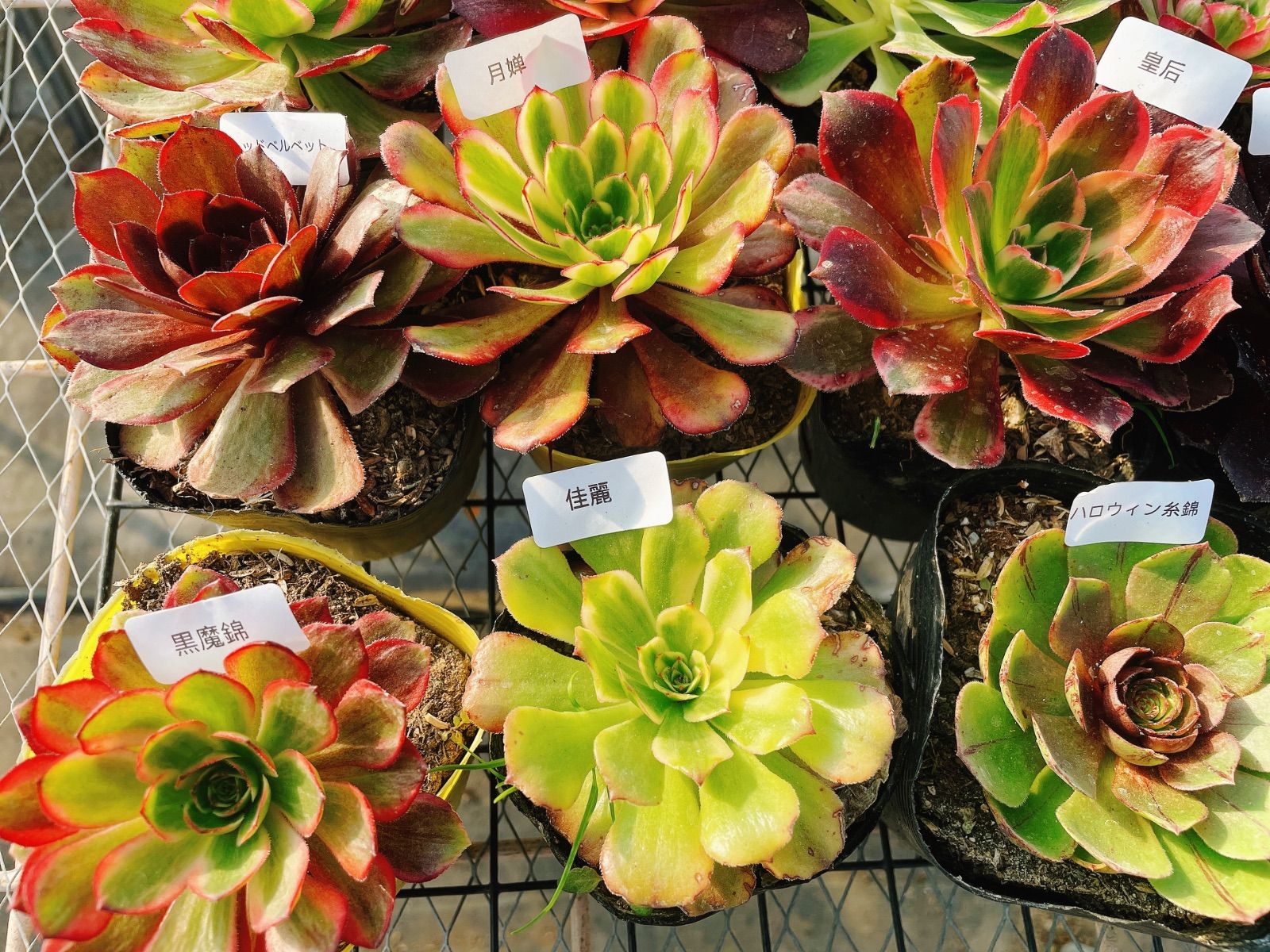 A6アエオニウム 抜き苗 20種セット 多肉植物 名前付 根っこあり - メルカリ