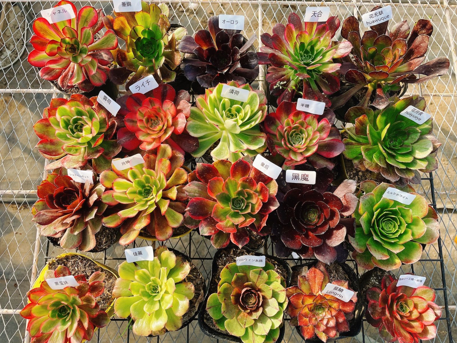 A6アエオニウム 抜き苗 20種セット 多肉植物 名前付 根っこあり - メルカリ