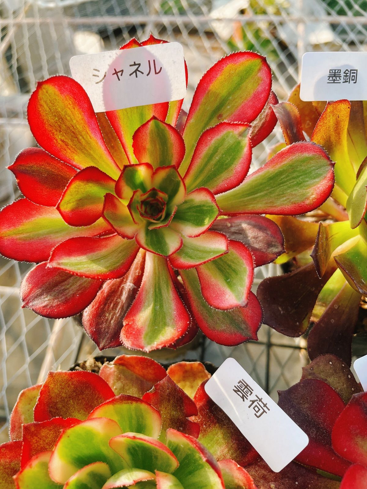 A6アエオニウム 抜き苗 20種セット 多肉植物 名前付 根っこあり - メルカリ