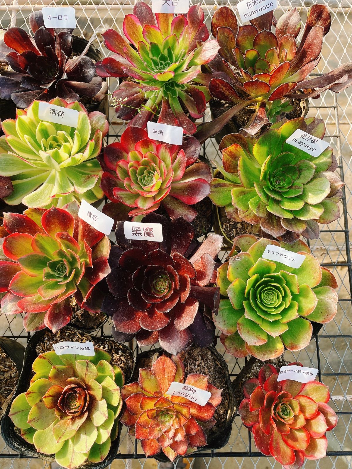 A6アエオニウム 抜き苗 20種セット 多肉植物 名前付 根っこあり - メルカリ