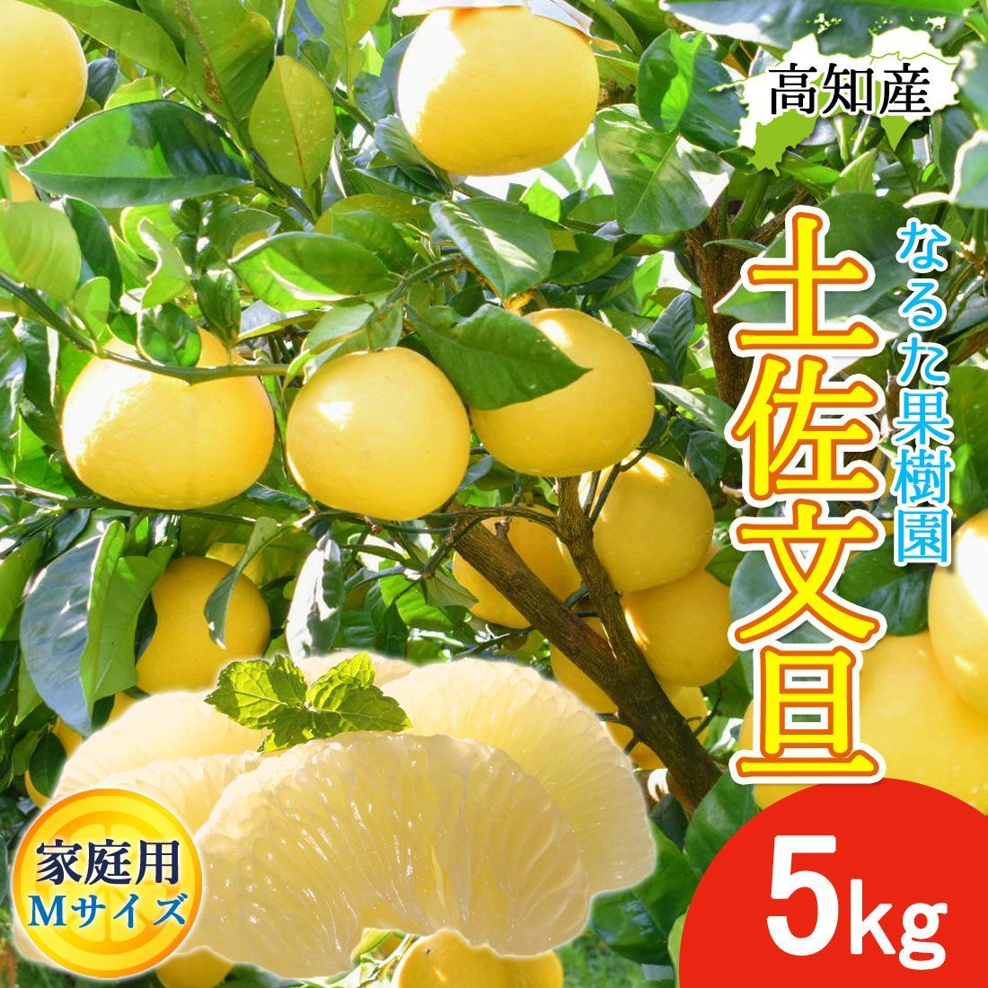 高知県産土佐文旦5キロ、即購入OK 温室土佐文旦 5kg - 高知かね