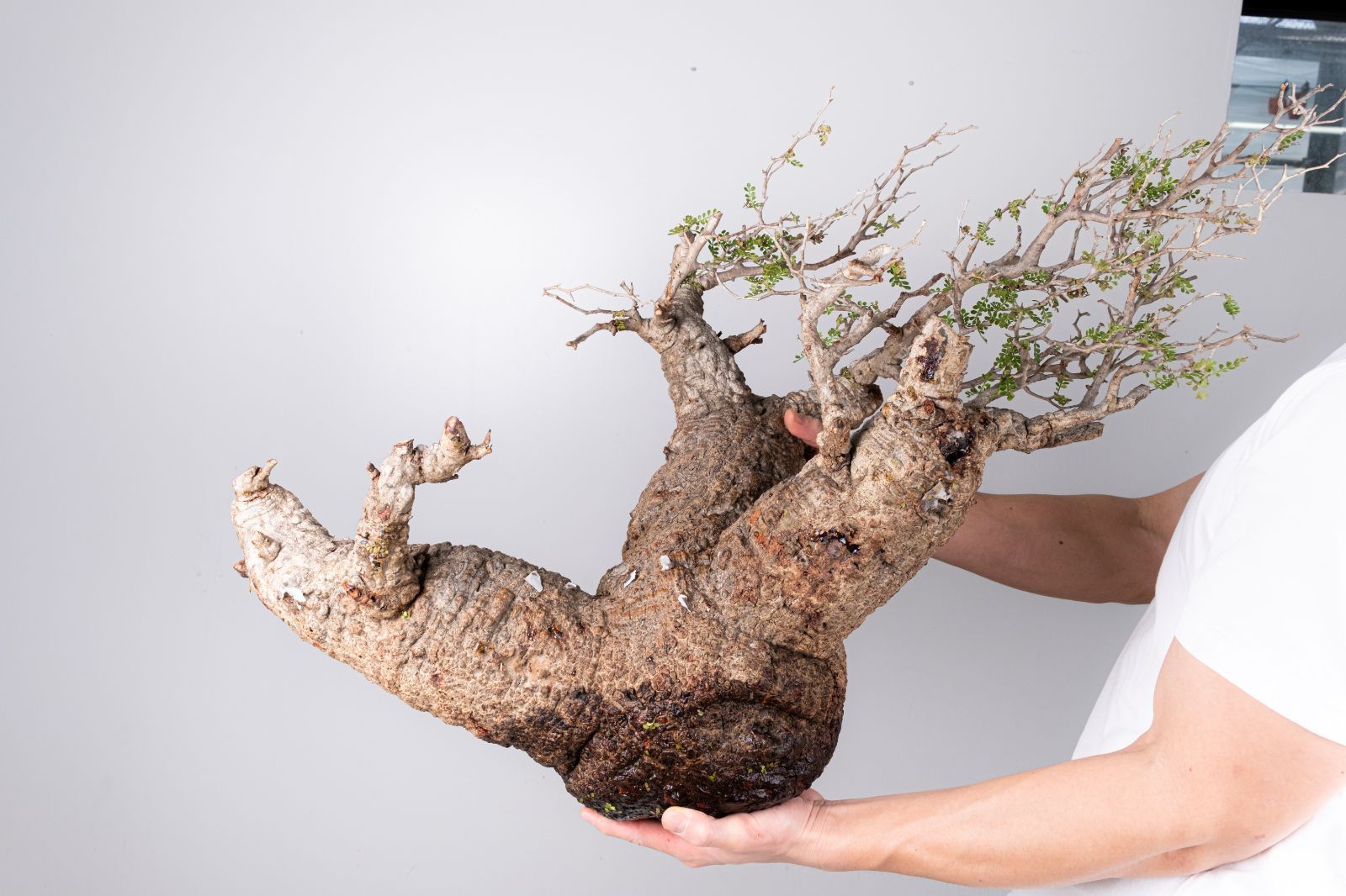 VP152 オペルクリカリア パキプス コーデックス ベアルート株 - メルカリ