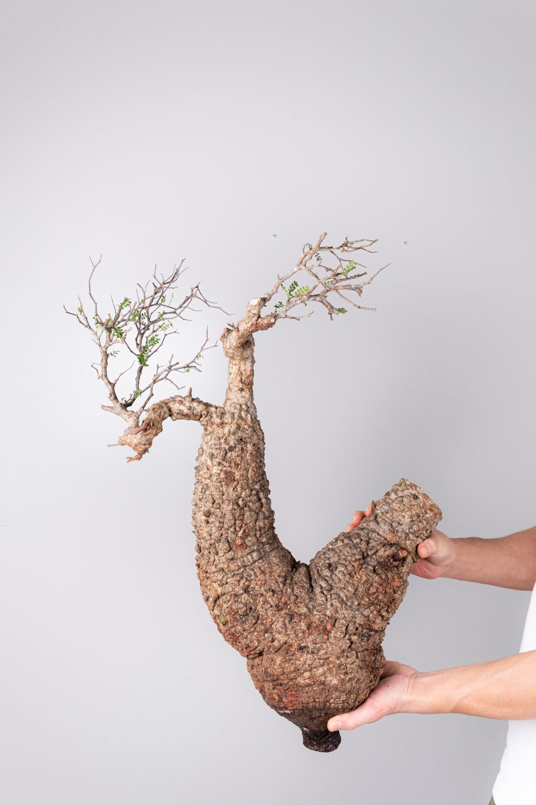 BP92 オペルクリカリア パキプス コーデックス ベアルート株 BP92