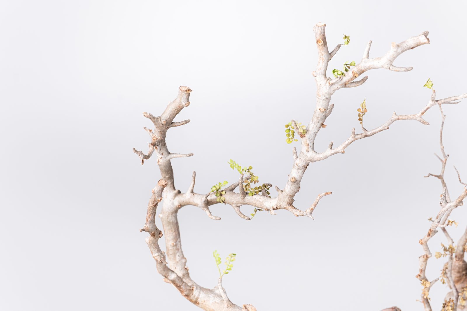 VP154 オペルクリカリア パキプス コーデックス ベアルート株 - メルカリ