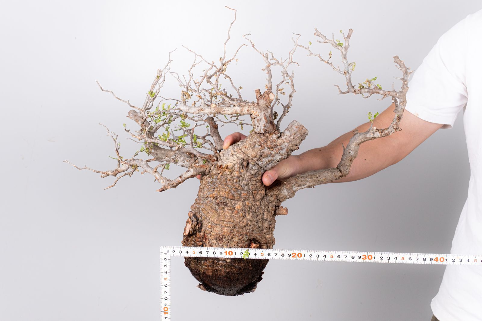 VP154 オペルクリカリア パキプス コーデックス ベアルート株 - メルカリ