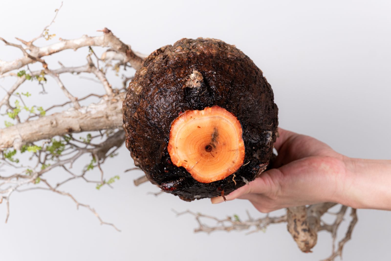 VP154 オペルクリカリア パキプス コーデックス ベアルート株 - メルカリ