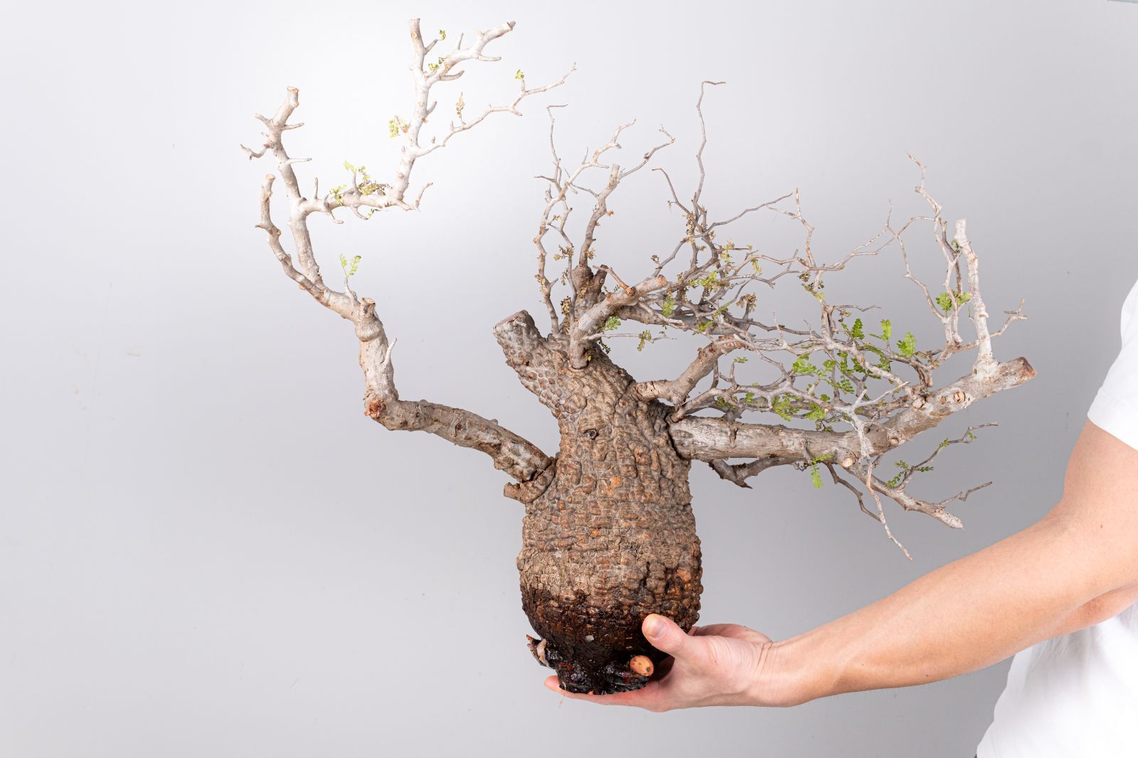 VP154 オペルクリカリア パキプス コーデックス ベアルート株 - メルカリ