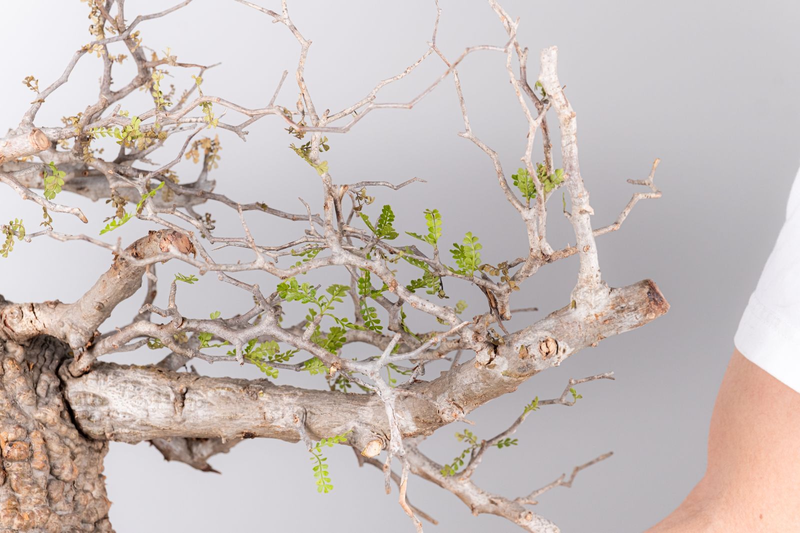 VP154 オペルクリカリア パキプス コーデックス ベアルート株 - メルカリ