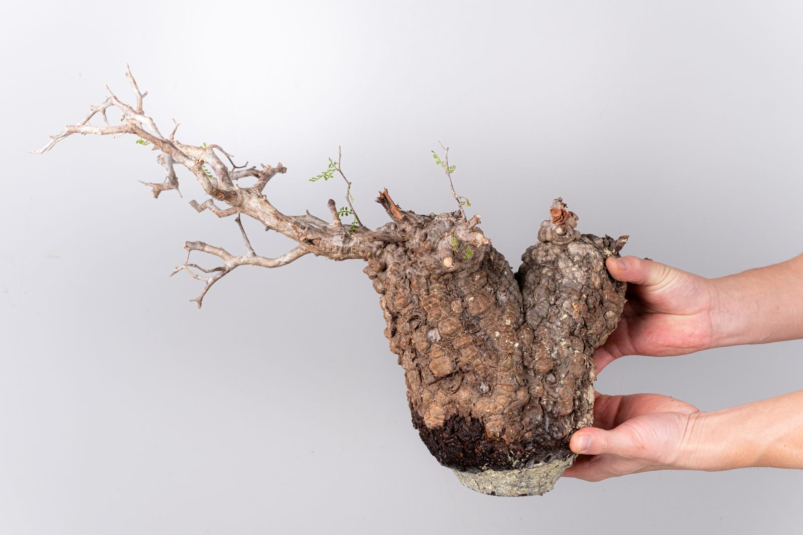 LP71 オペルクリカリア パキプス コーデックス ベアルート株 LP71