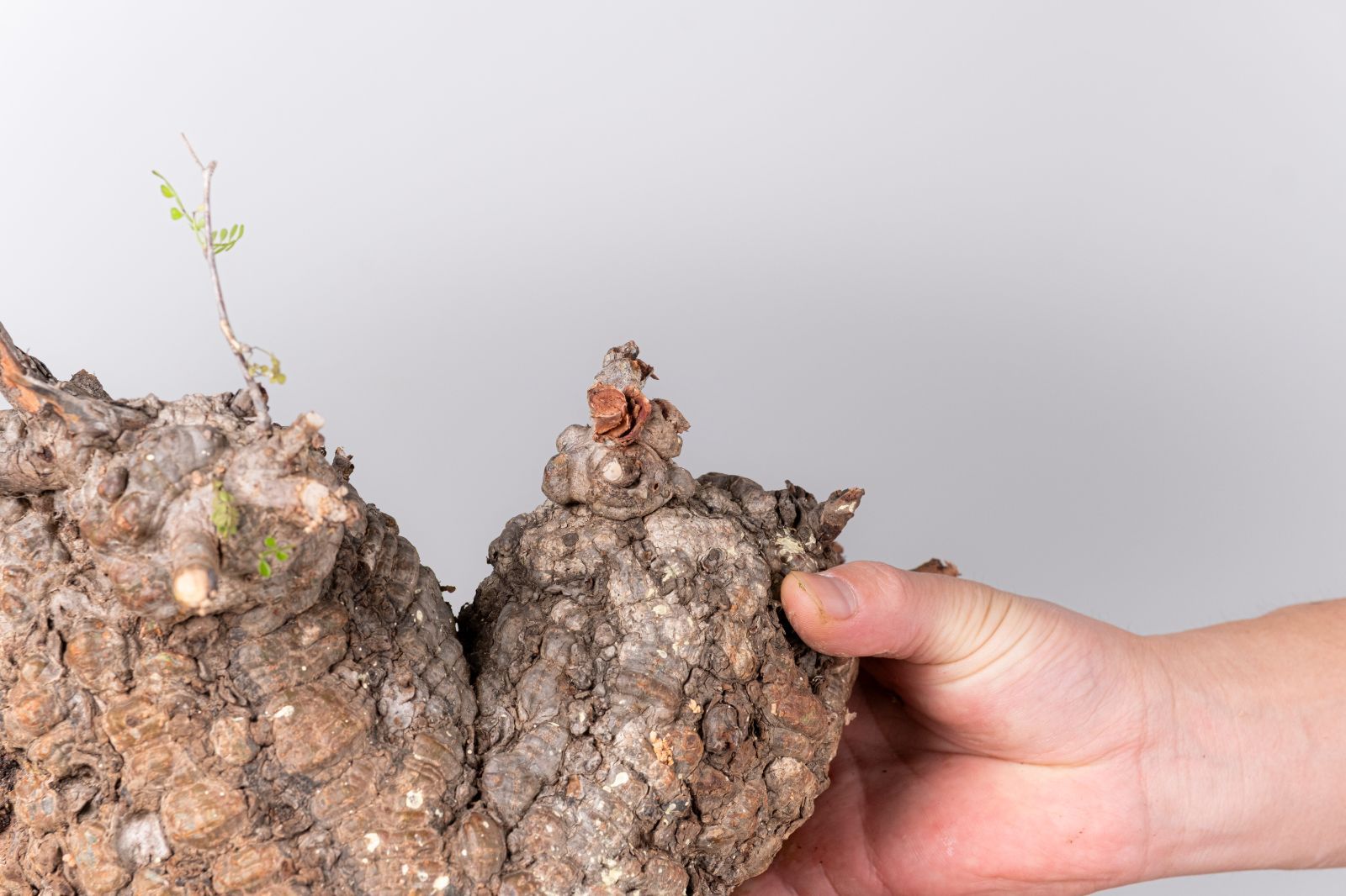 VP155 オペルクリカリア パキプス コーデックス ベアルート株 - メルカリ