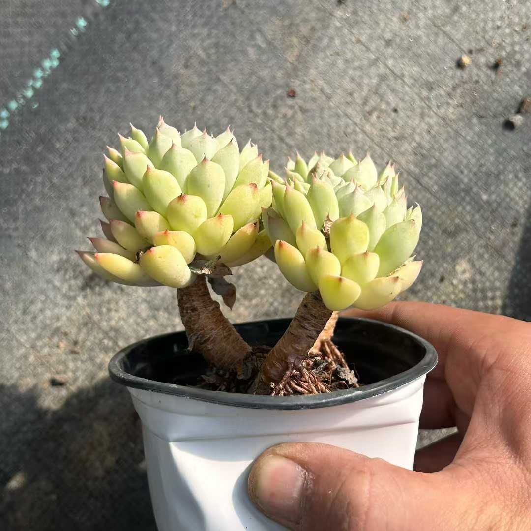 多肉植物 Z08 マカティミア 18株 抜き苗 エケベリア セダム