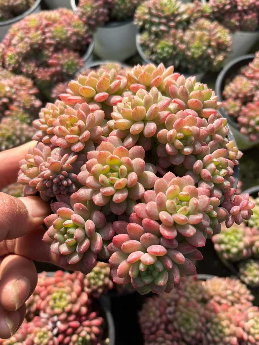 花*結様 BS1309 ストロベリームース×32株 抜き苗 多肉植物 エケベリア