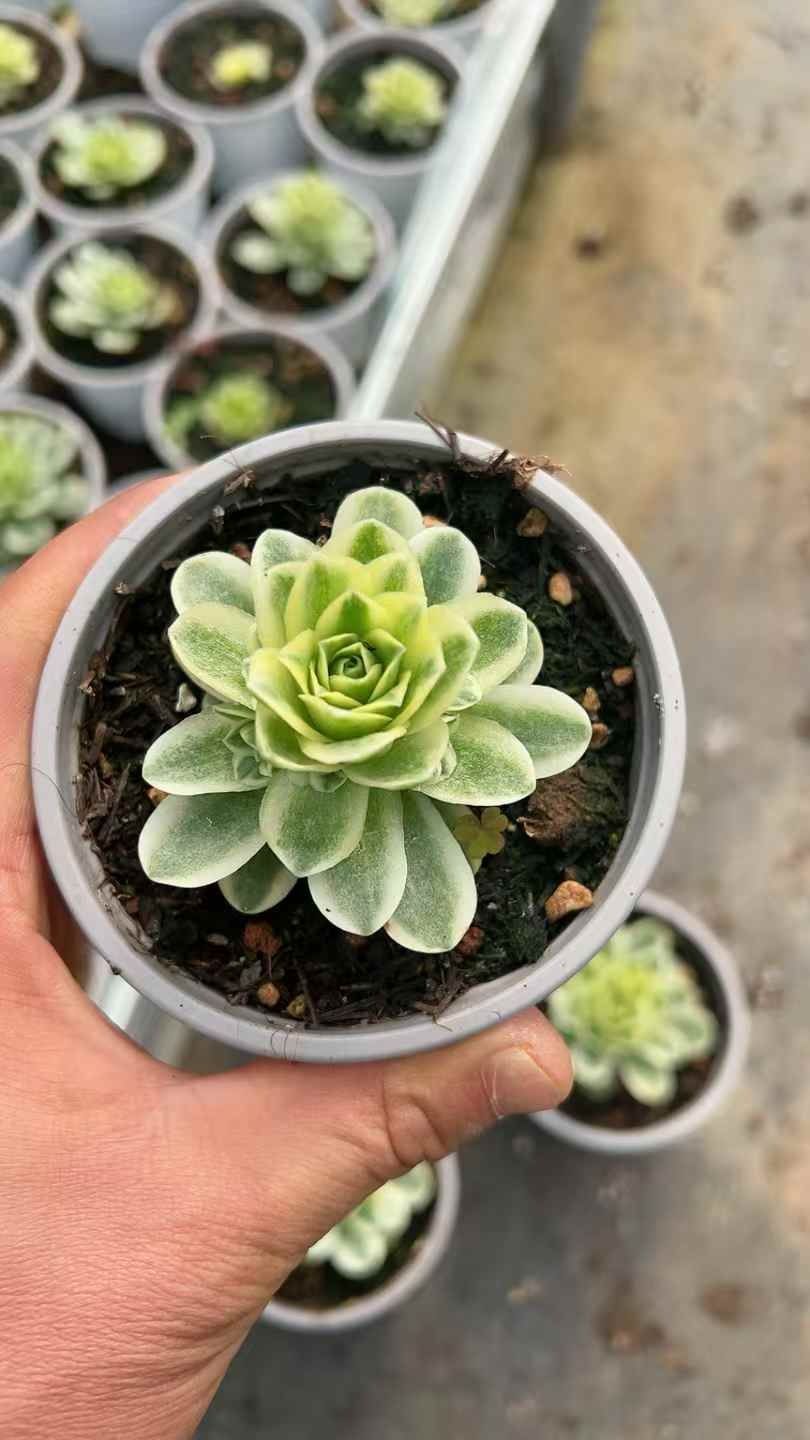 多肉植物 Z104 ローズニシキ 15株 抜き苗 エケベリア セダム