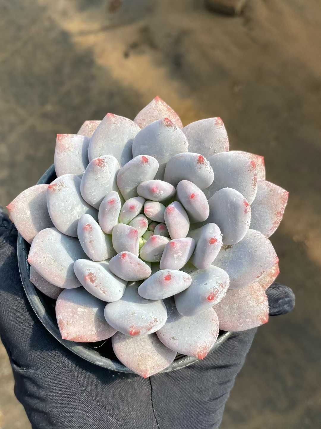 多肉植物 Z111 ハンゲ 15株 抜き苗 エケベリア セダム アエオニウム