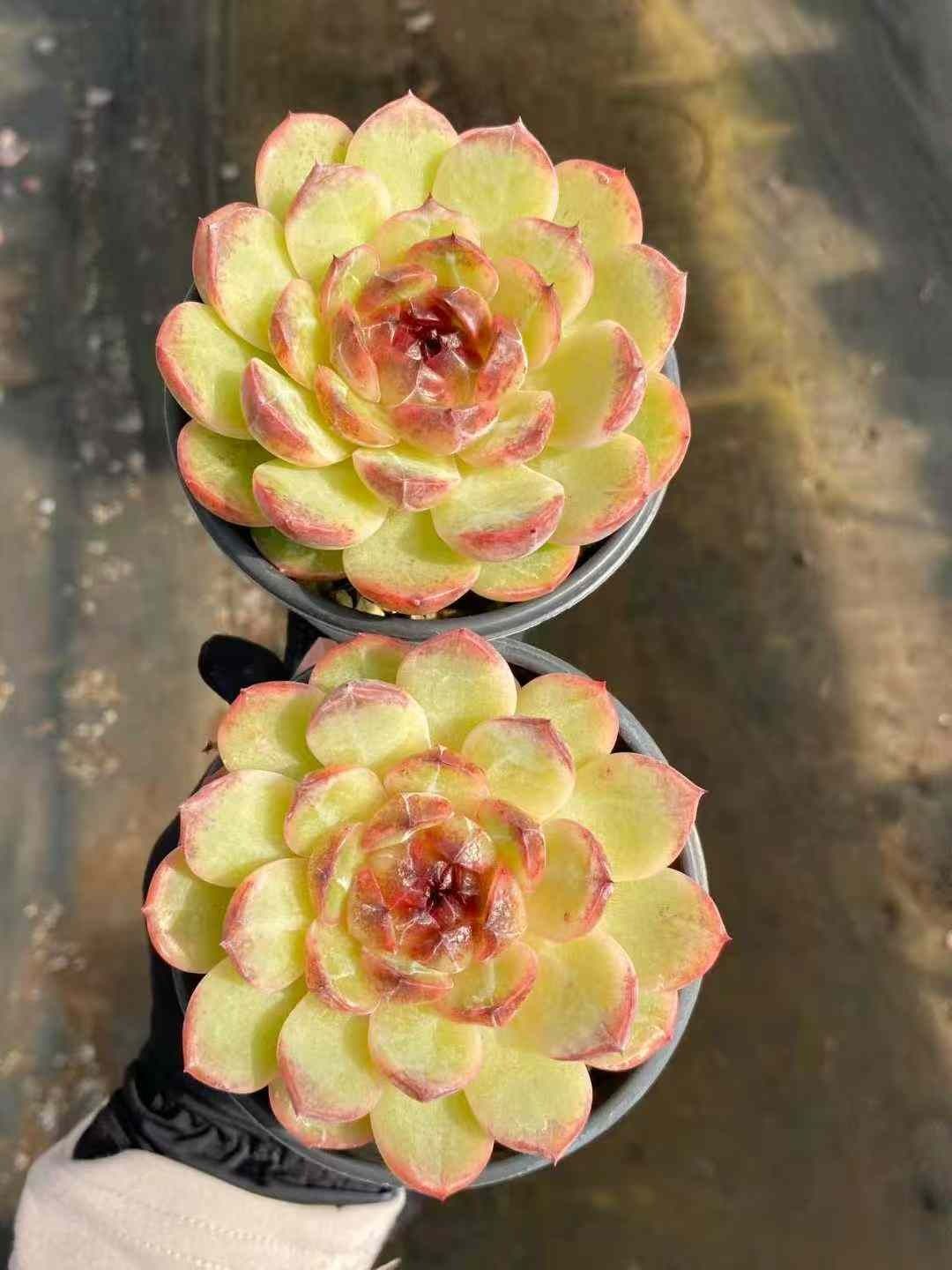 多肉植物 Z110 ムラサキスギ 18株 抜き苗 エケベリア セダム