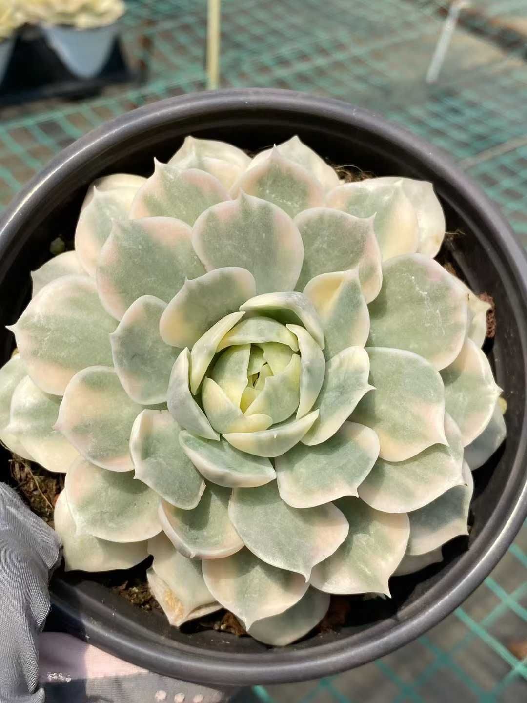 多肉植物 Z152 アンスノーニシキ 15株 抜き苗 エケベリア セダム