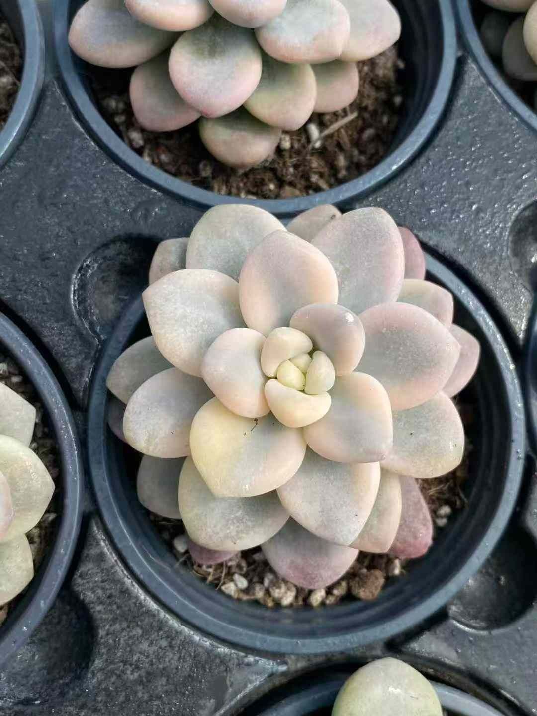 多肉植物 Z162 ラクジンニシキ 18株 抜き苗 エケベリア セダム