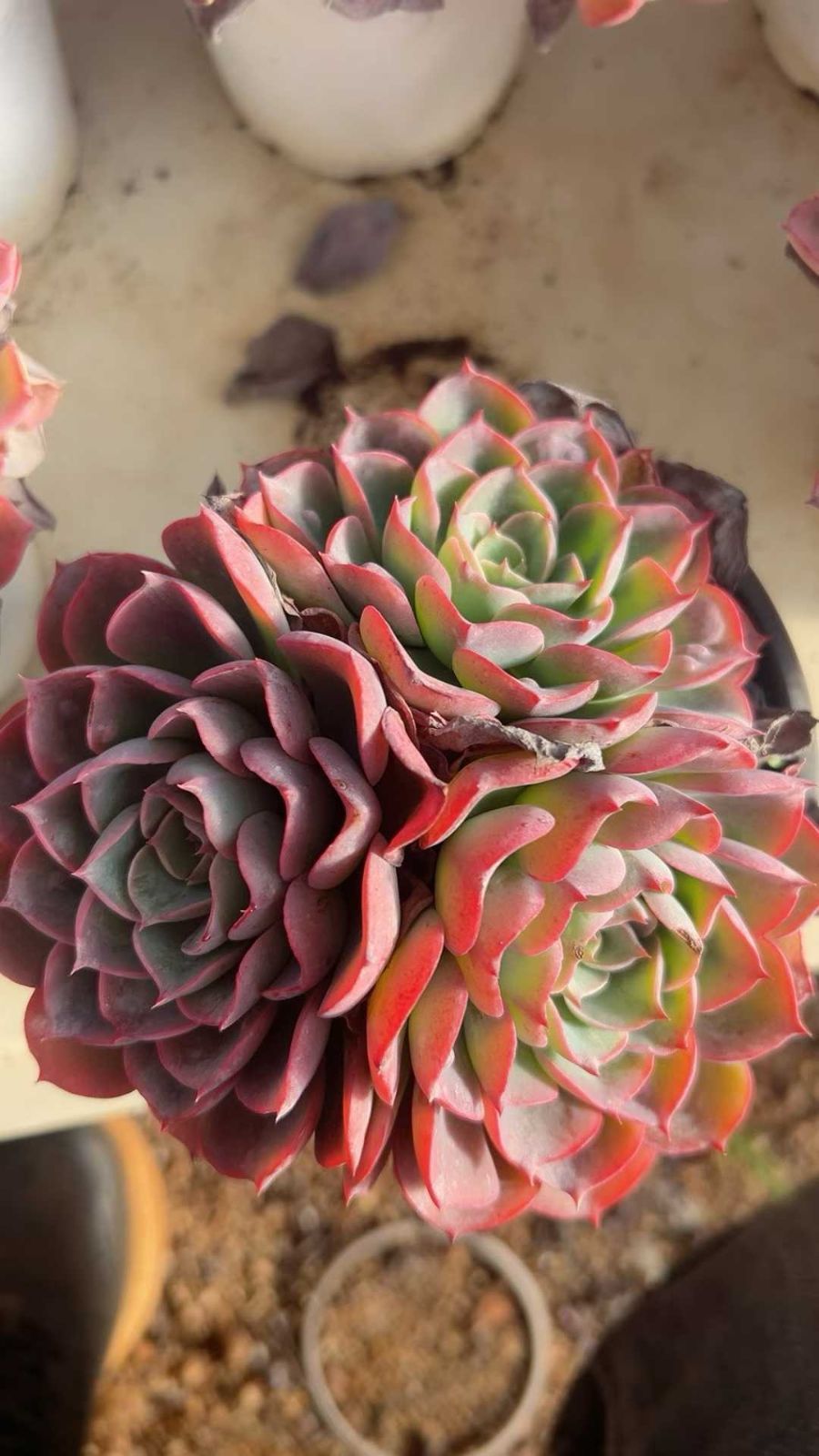 多肉植物 Z103 ルイムコン 12株 抜き苗 エケベリア セダム