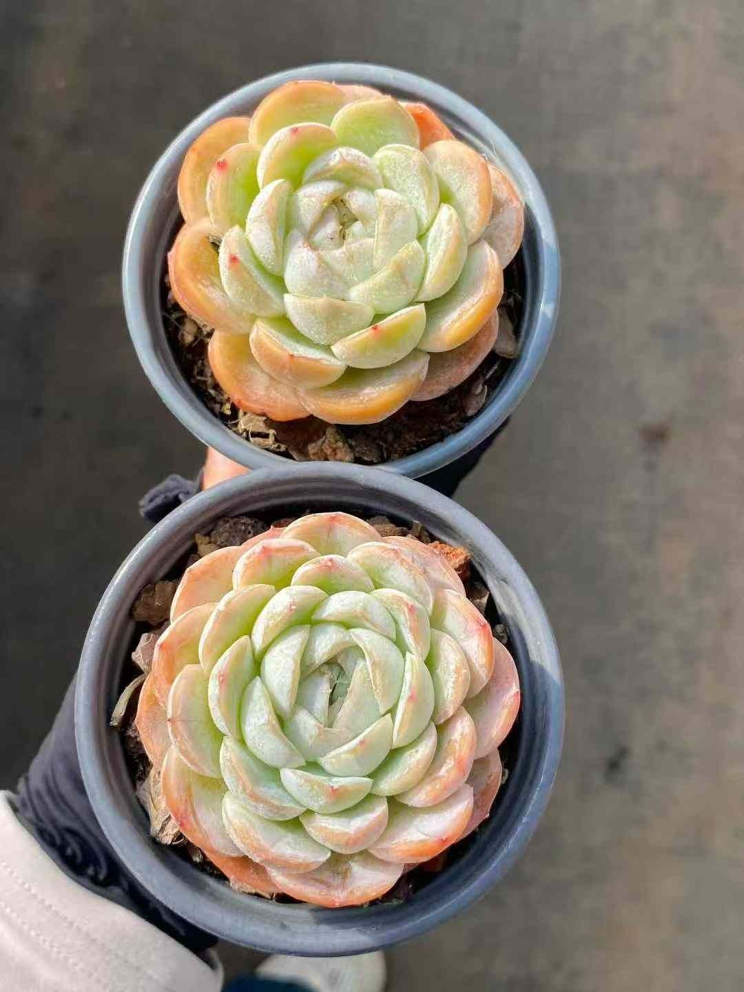 多肉植物 エケベリア ぼの苗 トリック・オア・トリート 子株付き 多肉