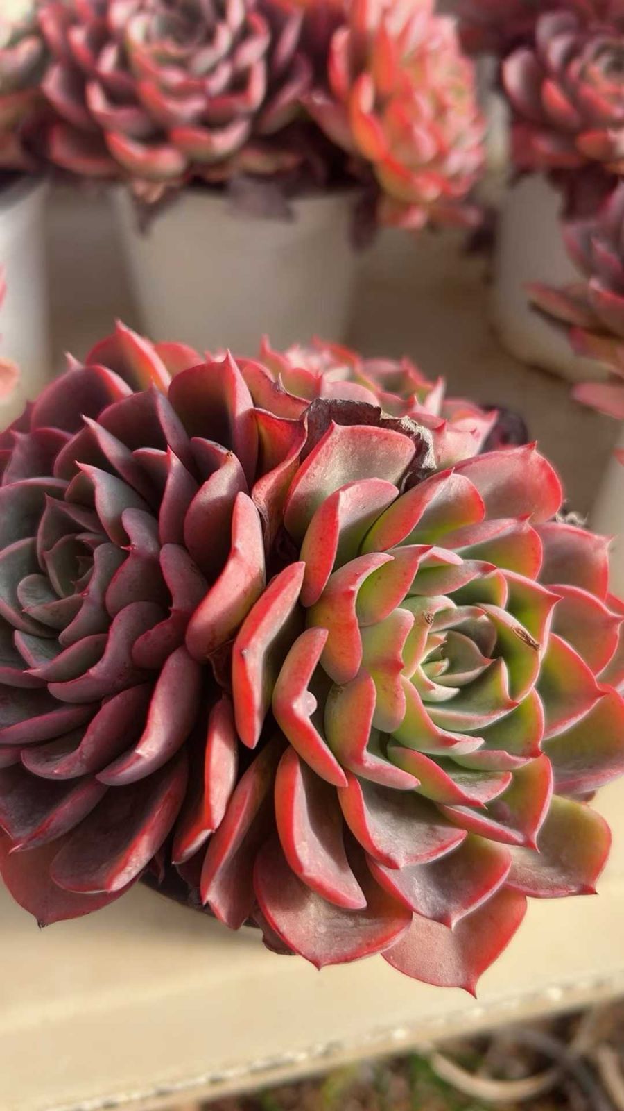 多肉植物 Z103 ルイムコン 12株 抜き苗 エケベリア セダム