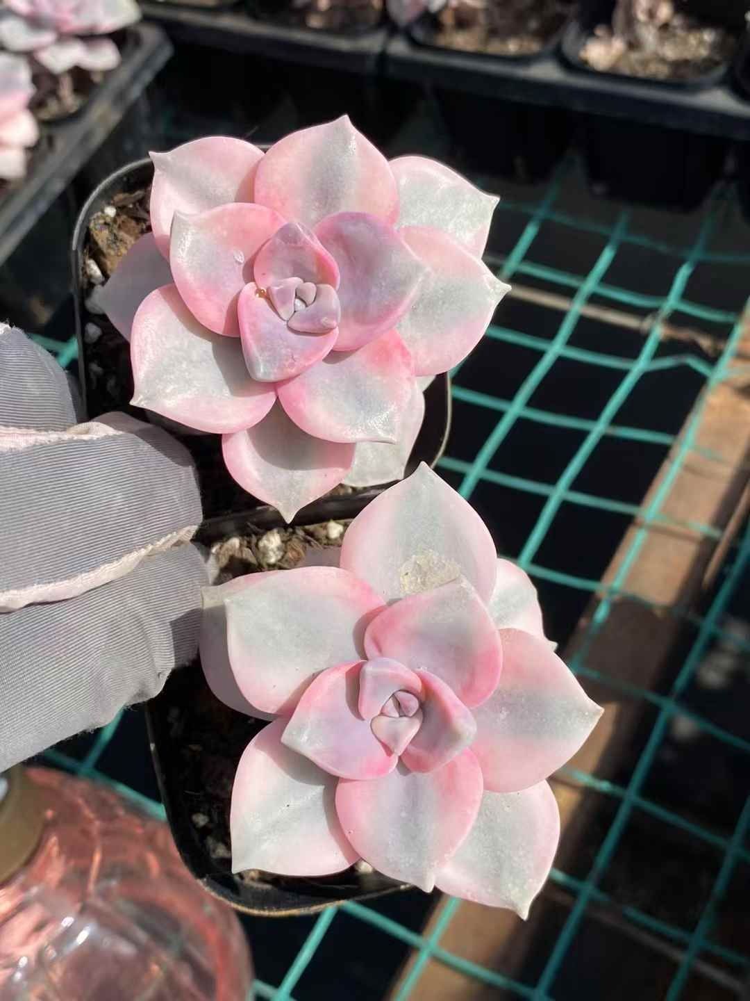 多肉植物 Z158 シラクニシキ 30株 抜き苗 エケベリア セダム