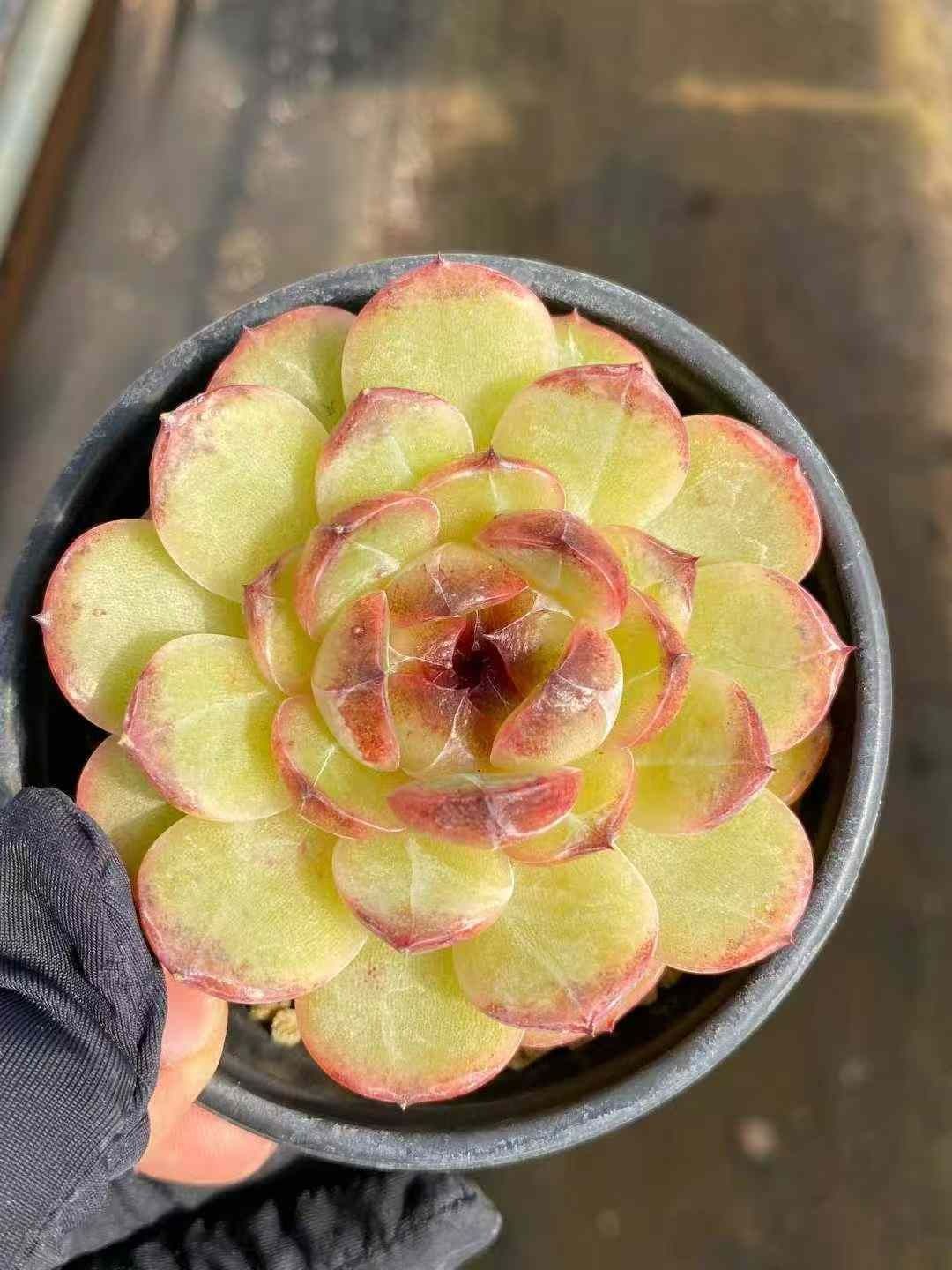 多肉植物 Z110 ムラサキスギ 18株 抜き苗 エケベリア セダム