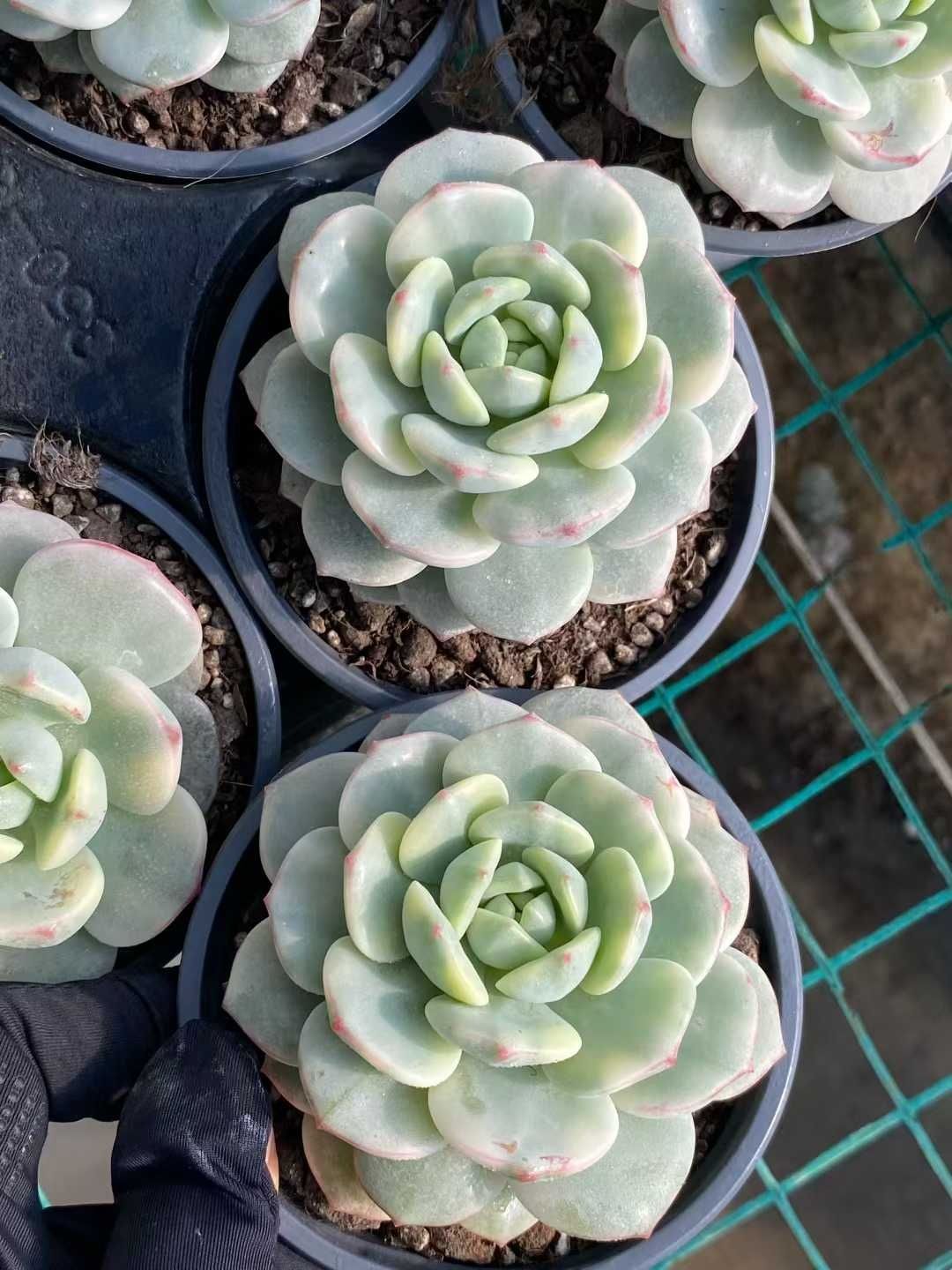 多肉植物 Z115 バニラニシキ 18株 抜き苗 エケベリア セダム