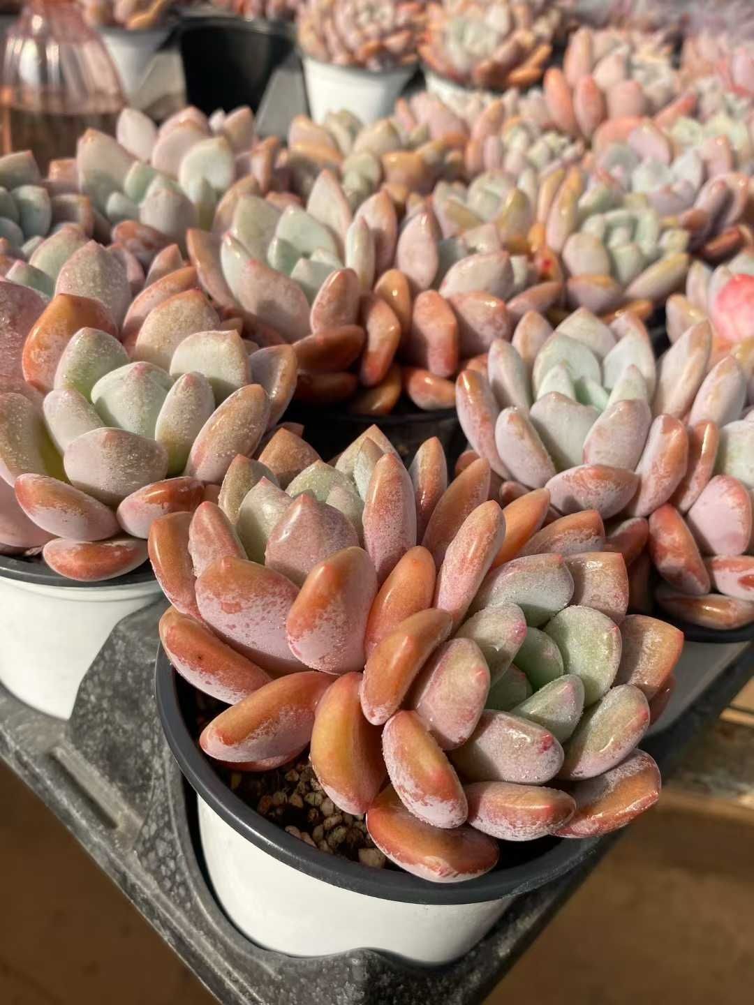 多肉植物 Z117 ゲッケイ 18株 抜き苗 エケベリア セダム アエオニウム