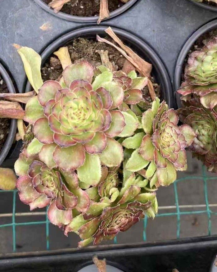 多肉植物 Z137 ツァーリ 15株 抜き苗 エケベリア セダム アエオニウム