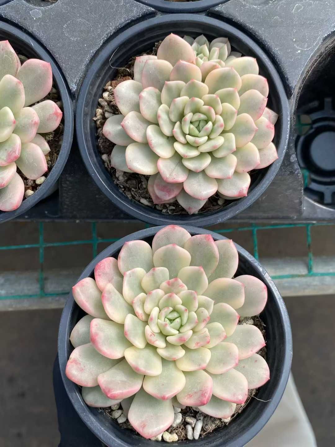 多肉植物 Z161 ルビーニシキ 9株 抜き苗 エケベリア セダム