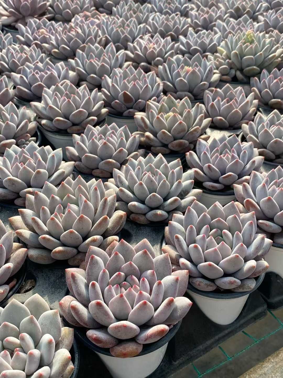 多肉植物 Z111 ハンゲ 15株 抜き苗 エケベリア セダム アエオニウム